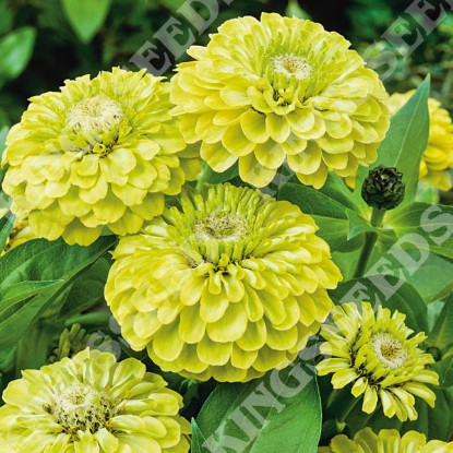 Picture of Zinnia Elegans - Envy